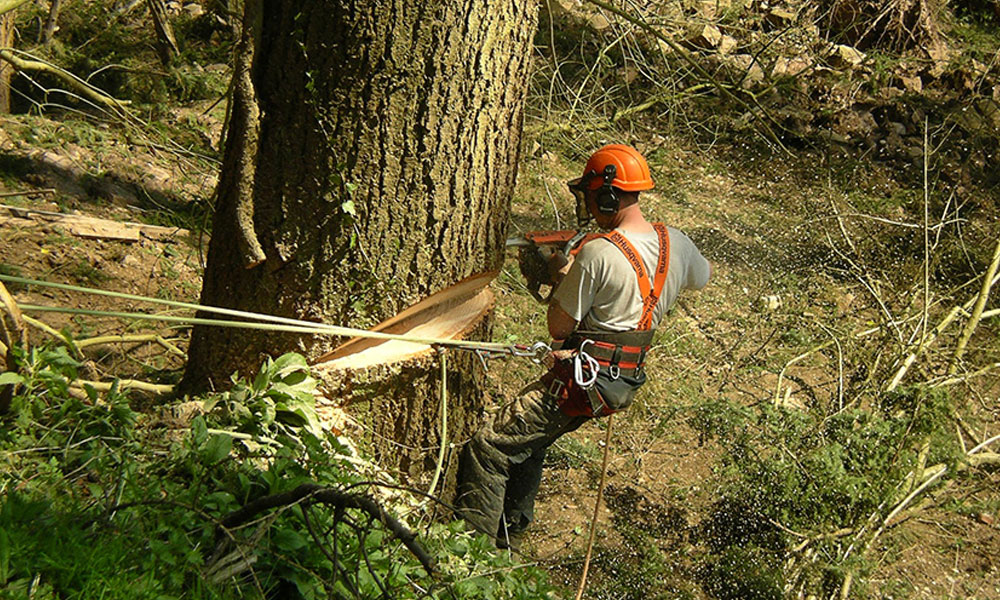 Career Options after BSc. in Forestry
